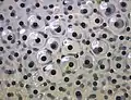 Frogspawn