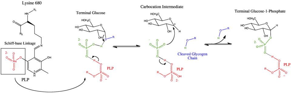 Catalytic Site Mechanism