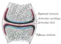 A synovial joint with bone, articular cartilage, and articular disc shown.