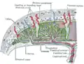 Scheme of placental circulation.