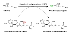 Histamine inactivation by HNMT