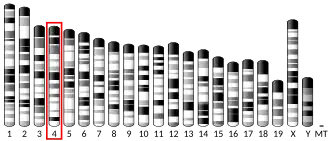 Chromosome 4 (mouse)