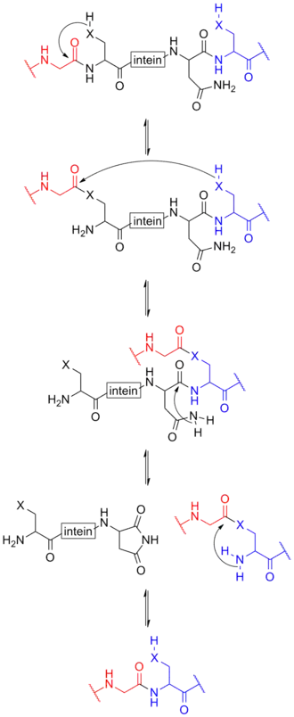 mechanism of protein splicing involving inteins