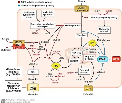 The relationship of the NRF2/KEAP1 pathway with cellular metabolism