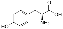 L-Tyrosine(Tyr / Y)