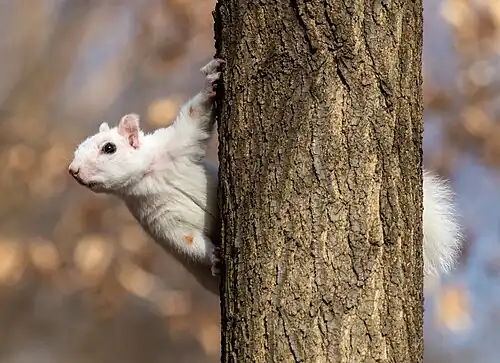 Leucistic eastern grey squirrel(Sciurus carolinensis)