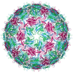 MS2 capsid