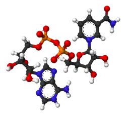 Ball-and-stick model of the oxidized form