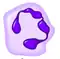 Neutrophil