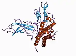 1a22: HUMAN GROWTH HORMONE BOUND TO SINGLE RECEPTOR