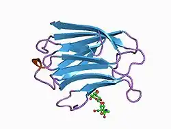 1a3k: X-RAY CRYSTAL STRUCTURE OF THE HUMAN GALECTIN-3 CARBOHYDRATE RECOGNITION DOMAIN (CRD) AT 2.1 ANGSTROM RESOLUTION