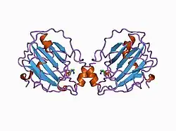 1b7a: STRUCTURE OF THE PHOSPHATIDYLETHANOLAMINE-BINDING PROTEIN FROM BOVINE BRAIN
