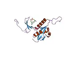 1f8a: STRUCTURAL BASIS FOR THE PHOSPHOSERINE-PROLINE RECOGNITION BY GROUP IV WW DOMAINS
