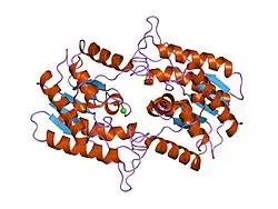 1fxw: CRYSTAL STRUCTURE OF THE RECOMBINANT ALPHA1/ALPHA2 CATALYTIC HETERODIMER OF BOVINE BRAIN PLATELET-ACTIVATING FACTOR ACETYLHYDROLASE IB.