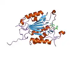1gfw: THE 2.8 ANGSTROM CRYSTAL STRUCTURE OF CASPASE-3 (APOPAIN OR CPP32)IN COMPLEX WITH AN ISATIN SULFONAMIDE INHIBITOR.