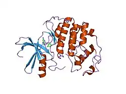 1h0w: HUMAN CYCLIN DEPENDENT PROTEIN KINASE 2 IN COMPLEX WITH THE INHIBITOR 2-AMINO-6-[CYCLOHEX-3-ENYL]METHOXYPURINE