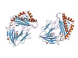 1i1f: CRYSTAL STRUCTURE OF HUMAN CLASS I MHC (HLA-A2.1) COMPLEXED WITH BETA 2-MICROGLOBULIN AND HIV-RT VARIANT PEPTIDE I1Y