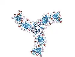 1i9r: STRUCTURE OF CD40L IN COMPLEX WITH THE FAB FRAGMENT OF HUMANIZED 5C8 ANTIBODY