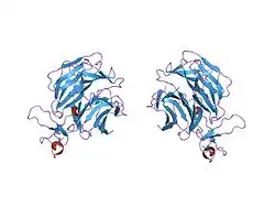 1ijq: Crystal Structure of the LDL Receptor YWTD-EGF Domain Pair