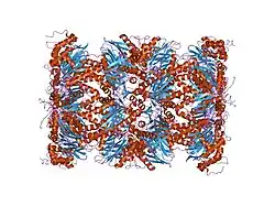 1iru: Crystal Structure of the mammalian 20S proteasome at 2.75 A resolution