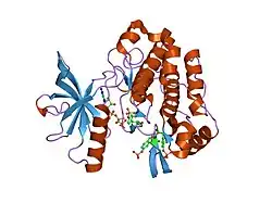 1k3a: Structure of the Insulin-like Growth Factor 1 Receptor Kinase