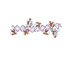 1k78: Pax5(1-149)+Ets-1(331-440)+DNA