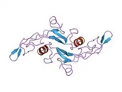 1klc: SOLUTION STRUCTURE OF TGF-B1, NMR, MINIMIZED AVERAGE STRUCTURE