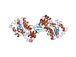 1l8o: Molecular basis for the local conformational rearrangement of human phosphoserine phosphatase
