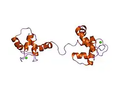 1la0: Solution Structure of Calcium Saturated Cardiac Troponin C in the Troponin C-Troponin I Complex