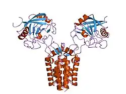 1m9d: X-ray crystal structure of Cyclophilin A/HIV-1 CA N-terminal domain (1-146) O-type chimera Complex.
