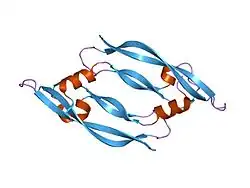 1mkk: Disulfide deficient mutant of vascular endothelial growth factor A (C61A and C104A)