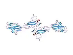 1nbq: Crystal Structure of Human Junctional Adhesion Molecule Type 1