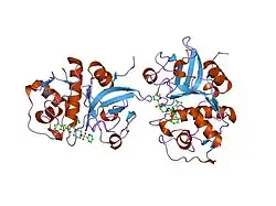 1nlj: CRYSTAL STRUCTURE OF THE CYSTEINE PROTEASE HUMAN CATHEPSIN K IN COMPLEX WITH A COVALENT AZEPANONE INHIBITOR