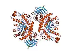 1now: Human lysosomal beta-hexosaminidase isoform B in complex with (2R,3R,4S,5R)-2-Acetamido-3,4-Dihydroxy-5-Hydroxymethyl-Piperidinium Chloride (GalNAc-isofagomine)