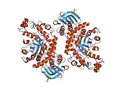 1np0: Human lysosomal beta-hexosaminidase isoform B in complex with intermediate analogue NAG-thiazoline