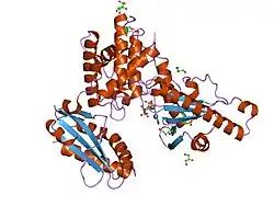 1q79: CRYSTAL STRUCTURE OF MAMMALIAN POLY(A) POLYMERASE