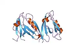 1qav: Unexpected Modes of PDZ Domain Scaffolding Revealed by Structure of NNOS-Syntrophin Complex