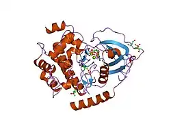 1rdq: Hydrolysis of ATP in the crystal of Y204A mutant of cAMP-dependent protein kinase