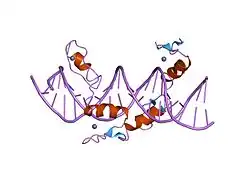 1ubd: CO-CRYSTAL STRUCTURE OF HUMAN YY1 ZINC FINGER DOMAIN BOUND TO THE ADENO-ASSOCIATED VIRUS P5 INITIATOR ELEMENT