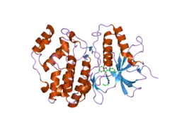 1wzy: Crystal structure of human ERK2 complexed with a pyrazolopyridazine derivative