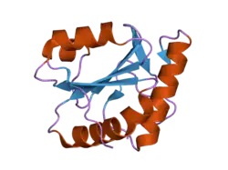 1xbs: Crystal structure of human dim2: a dim1-like protein
