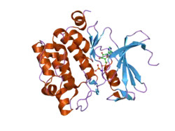 1yxt: Crystal Structure of Kinase Pim1 in complex with AMPPNP