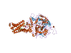 1zp0: Crystal Structure of Mitochondrial Respiratory Complex II bound with 3-nitropropionate and 2-thenoyltrifluoroacetone