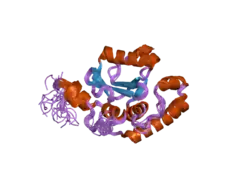 2aga: De-ubiquitinating function of ataxin-3: insights from the solution structure of the Josephin domain