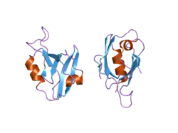 2aww: Synapse associated protein 97 PDZ2 domain variant C378G with C-terminal GluR-A peptide