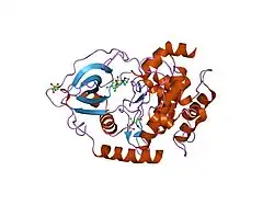 2c1b: STRUCTURE OF CAMP-DEPENDENT PROTEIN KINASE COMPLEXED WITH (4R,2S)-5'-(4-(4-CHLOROBENZYLOXY)PYRROLIDIN-2-YLMETHANESULFONYL)ISOQUINOLINE