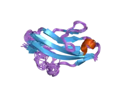 2ckn: NMR STRUCTURE OF THE FIRST IG MODULE OF MOUSE FGFR1