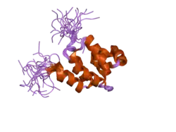 2dbf: Solution structure of the Death domain in human Nuclear factor NF-kappa-B p105 subunit