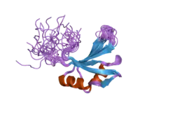 2dgw: Solution structure of the second RNA recognition motif in RNA-binding protein 19