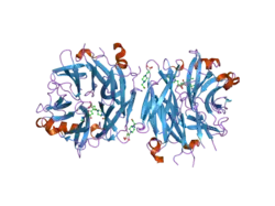 2f25: Crystal Structure of the Human Sialidase Neu2 E111Q Mutant in Complex with DANA Inhibitor